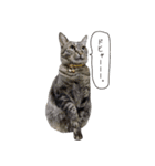 Daily life's greeting stamp of a cat（個別スタンプ：7）