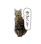 Daily life's greeting stamp of a cat（個別スタンプ：8）