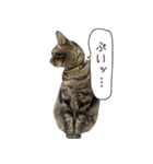 Daily life's greeting stamp of a cat（個別スタンプ：9）