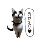 Daily life's greeting stamp of a cat（個別スタンプ：10）