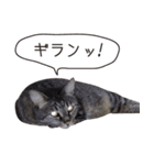 Daily life's greeting stamp of a cat（個別スタンプ：11）