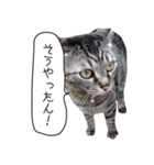 Daily life's greeting stamp of a cat（個別スタンプ：12）