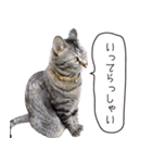 Daily life's greeting stamp of a cat（個別スタンプ：13）