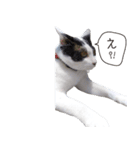 Daily life's greeting stamp of a cat（個別スタンプ：15）