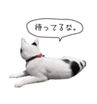 Daily life's greeting stamp of a cat（個別スタンプ：16）