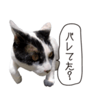 Daily life's greeting stamp of a cat（個別スタンプ：17）