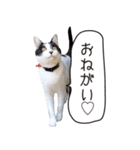 Daily life's greeting stamp of a cat（個別スタンプ：18）