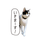 Daily life's greeting stamp of a cat（個別スタンプ：19）