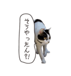 Daily life's greeting stamp of a cat（個別スタンプ：20）