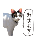 Daily life's greeting stamp of a cat（個別スタンプ：21）