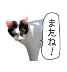 Daily life's greeting stamp of a cat（個別スタンプ：22）