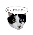 Daily life's greeting stamp of a cat（個別スタンプ：23）