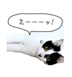 Daily life's greeting stamp of a cat（個別スタンプ：24）