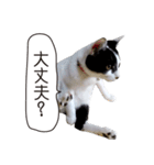 Daily life's greeting stamp of a cat（個別スタンプ：25）