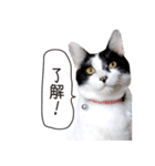 Daily life's greeting stamp of a cat（個別スタンプ：26）