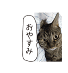 Daily life's greeting stamp of a cat（個別スタンプ：27）