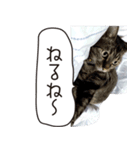 Daily life's greeting stamp of a cat（個別スタンプ：28）