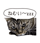 Daily life's greeting stamp of a cat（個別スタンプ：29）