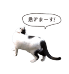 Daily life's greeting stamp of a cat（個別スタンプ：32）