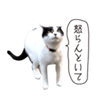 Daily life's greeting stamp of a cat（個別スタンプ：33）