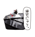 Daily life's greeting stamp of a cat（個別スタンプ：37）