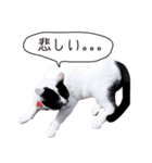 Daily life's greeting stamp of a cat（個別スタンプ：38）