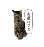 Daily life's greeting stamp of a cat（個別スタンプ：39）