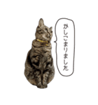 Daily life's greeting stamp of a cat（個別スタンプ：40）