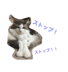 ノルジャンのくー その3（個別スタンプ：6）