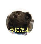 ちわパグうにくん②（個別スタンプ：24）