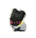 ちわパグうにくん②（個別スタンプ：34）
