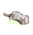 すこスタ1（個別スタンプ：1）