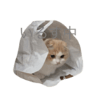 すこスタ1（個別スタンプ：3）