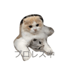 すこスタ1（個別スタンプ：5）