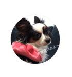 愛犬まめちゃん（個別スタンプ：1）