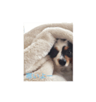 愛犬まめちゃん（個別スタンプ：2）
