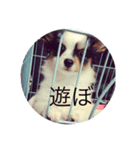愛犬まめちゃん（個別スタンプ：5）