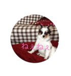 愛犬まめちゃん（個別スタンプ：6）