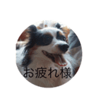 愛犬まめちゃん（個別スタンプ：7）