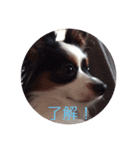 愛犬まめちゃん（個別スタンプ：8）