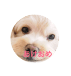 uchinocoro（個別スタンプ：1）