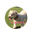 uchinocoro（個別スタンプ：3）