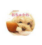 uchinocoro（個別スタンプ：5）
