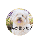 uchinocoro（個別スタンプ：6）
