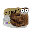 愛犬 きなこ（個別スタンプ：19）