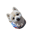 ポメラニアンのポコリン（個別スタンプ：2）