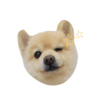 ポメラニアンのポコリン（個別スタンプ：4）
