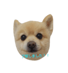 ポメラニアンのポコリン（個別スタンプ：5）