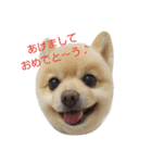 ポメラニアンのポコリン（個別スタンプ：6）