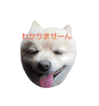 ポメラニアンのポコリン（個別スタンプ：9）